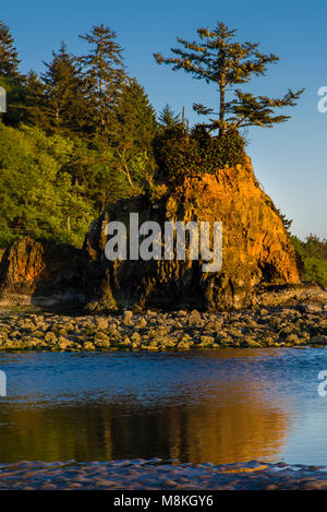 A lone tree struggles to survive atop a rock outcrop in a tidal pool of Siletz Bay Stock Photo