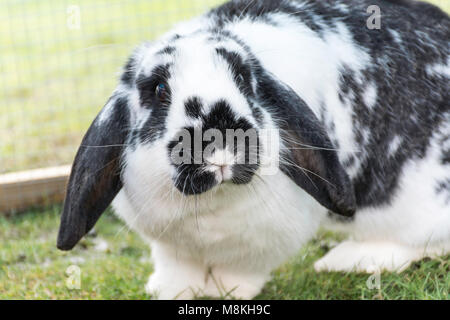 black and white lop eared rabbit Stock Photo