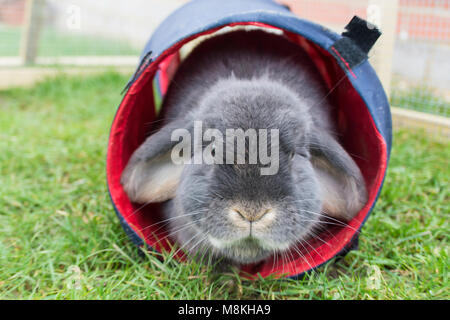 playful rabbit hiding in a tunnel Stock Photo