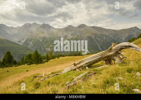 Dead tree in Swiss National Park Stock Photo