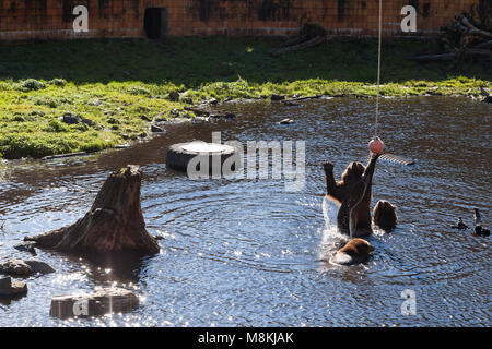 Sitka, Alaska: Three brown bears frolic at the Fortress of the Bear wildlife sanctuary in the Tongass National Forest. The rescue center opened in 200 Stock Photo