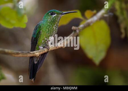 Green-crowned Brilliant - Heliodoxa jacula, beautiful green and white hummingbird from Costa Rica La Paz Waterfall. Stock Photo