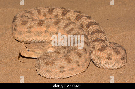 Desert Horned Viper (Cerastes cerastes) in the desert of Morocco North African close up. Stock Photo