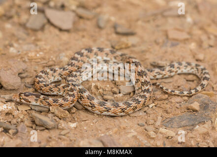 Crowned Leafnose Snake (Lytorhynchus diadema) in the Moroccan Desert North Africa. Stock Photo