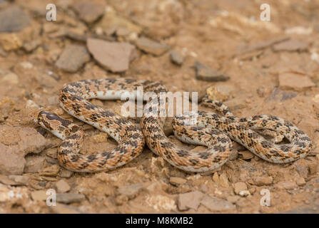 Crowned Leafnose Snake (Lytorhynchus diadema) in the Moroccan Desert North Africa. Stock Photo