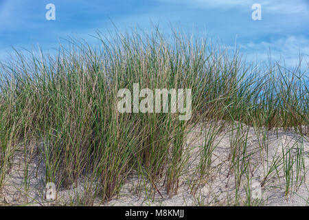 Marram grass at Dune, island near Helgoland, Germany Stock Photo