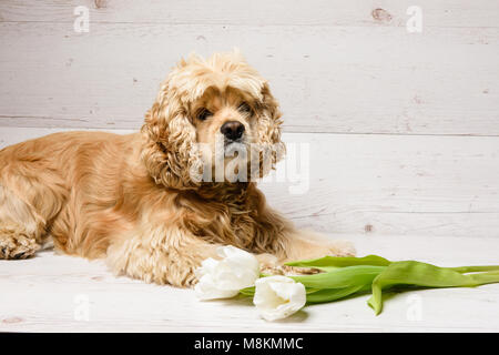 American cocker spaniel with bouquet of tulips on a wooden background Stock Photo