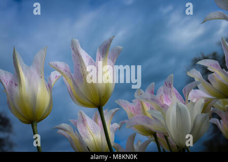 Tulpenbeet Stock Photo