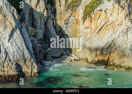 Harbor Seals at Pupping beach (Phoca vitulina), China Cove, Point Lobos State Natural Reserve, CA, USA, by Dominique Braud/Dembinsky Photo Assoc Stock Photo