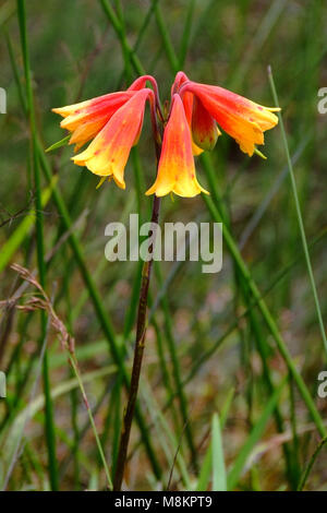 Blandfordia, commonly known as Christmas bells is a genus of four species of flowering plants native to eastern Australia. Stock Photo