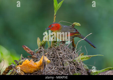 Scarlet-faced Liocichla on branch (Liocichla ripponi) in nature Thailand Stock Photo