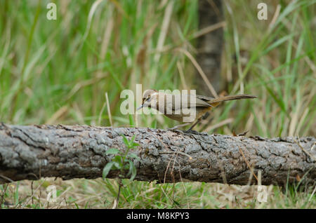 White-browed Laughingthrush bird (Garrulax sannio) in nature Thailand Stock Photo
