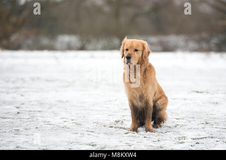 London, UK. 18th March, 2018: A golden retriever playing after overnight snow on Wimbledon Common, London, UK. Credit:Ashley Western/Alamy Live News Stock Photo