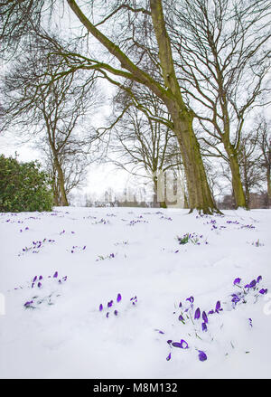 Lichfield, Staffordshire, England.  18th March 2018.  Crocuses show their heads amongst beech trees in fresh snow in Beacon Park Lichfield Credit: David Keith Jones/Alamy Live News Stock Photo