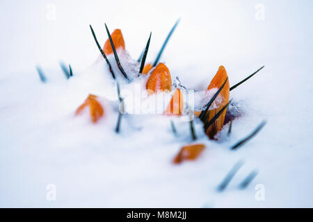 Leeds, Yorkshire, UK. 18th Mar, 2018. Flowers seen covered by snow.Freezing weather conditions dubbed the 'Beast from the East' brings snow and sub-zero temperatures to the UK. Credit: Rahman Hassani/SOPA Images/ZUMA Wire/Alamy Live News Stock Photo