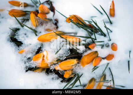 Leeds, Yorkshire, UK. 18th Mar, 2018. Flowers seen covered by snow.Freezing weather conditions dubbed the 'Beast from the East' brings snow and sub-zero temperatures to the UK. Credit: Rahman Hassani/SOPA Images/ZUMA Wire/Alamy Live News Stock Photo