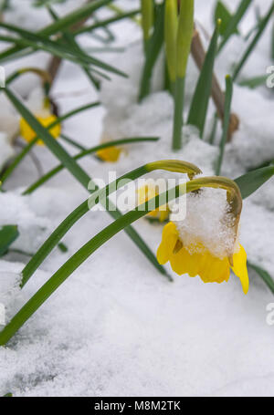 Ludlow, Shropshire, England, UK. 18th. March 2018. Snow covered Daffodil's in a garden after a night of snow showers. Alan Beastall/Alamy live News Stock Photo