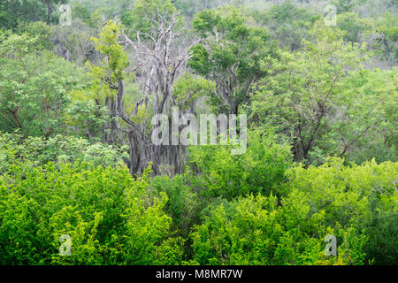 Spanish Moss hangs from a Texas Ebony tree in the riparian forest at the Sanat Ana National Wildlife Refuge near Alamo, Texas in the Rio Grande Valley Stock Photo