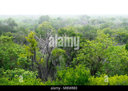 Spanish Moss hangs from a Texas Ebony tree in the riparian forest at the Sanat Ana National Wildlife Refuge near Alamo, Texas in the Rio Grande Valley Stock Photo