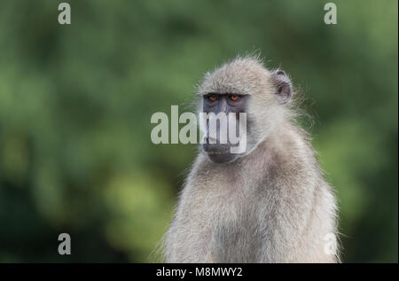 Portrait of a thoughtful-looking Chacma Baboon, Papio ursinus,  in Kruger NP, South Africa Stock Photo