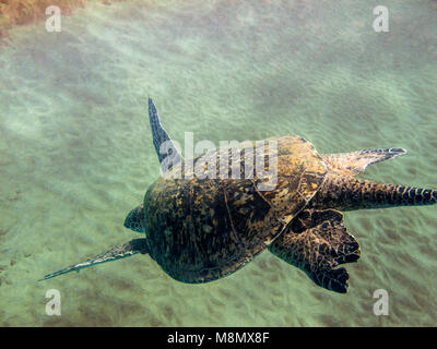 A large male green sea turtle (Chelonia mydas) has replenished his lungs on the surface now heading for the bottom searching for a location to sleep. Stock Photo