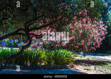 Pink cherry blossom with blue Agapanthus flowers and green foliage in the famous Villa Celimontana gardens of Rome on the Caelian Hill on a sunny day Stock Photo