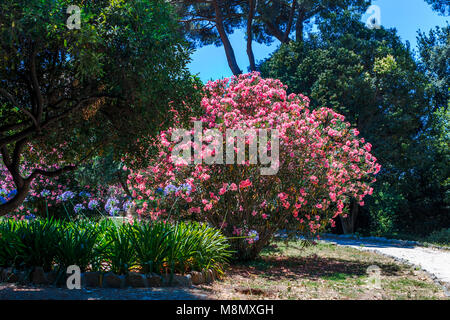 Pink cherry blossom with blue Agapanthus flowers and green foliage in the Villa Celimontana gardens of Rome on a sunny day Stock Photo