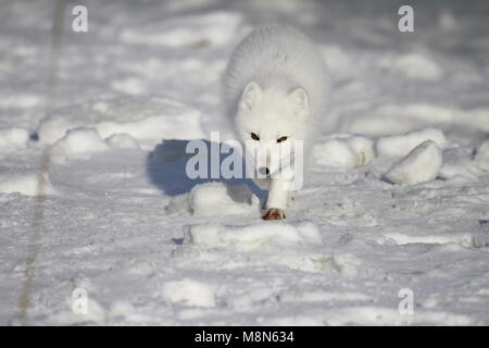 Wild Arctic Fox Face on, walking towards you, in the snow Stock Photo