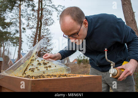 Beekeeper checks a beehive after the cold winter time. He lifts a plastic protection cover to look after the bees and checks the honeycombs for enough Stock Photo