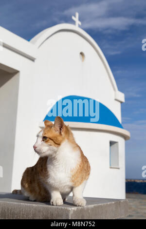 Cyprus, traditional greek orthodox church (Agioi Anargiroi) with cat, common in Cyprus. Stock Photo
