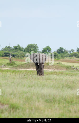 African Elephant (Loxodonta africana). Single bull in savanna grassland landscape. Stock Photo