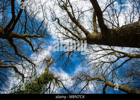 branches without leaves in wintertijd from different trees against blue sky taken from below Stock Photo