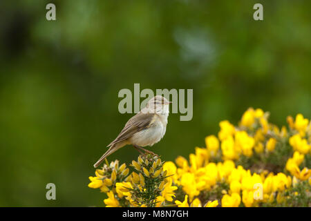 Willow warbler Phylloscopus trochilus, adult, perched on gorse, Loch Tarff, Highlands, Scotland in May. Stock Photo