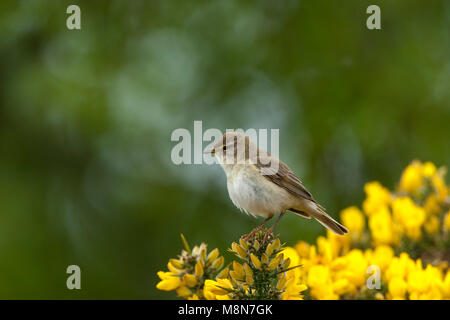 Willow warbler Phylloscopus trochilus, adult, perched on gorse, Loch Tarff, Highlands, Scotland in May. Stock Photo