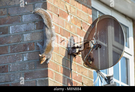 Cheeky grey squirrel Sciurus carolinensis climbing a house wall beside Sky television dish Photograph taken by Simon Dack Stock Photo