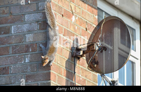 Cheeky grey squirrel Sciurus carolinensis climbing a house wall beside Sky television dish Photograph taken by Simon Dack Stock Photo