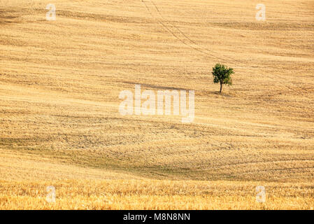 SIngle tree in a the middle of a wheat field in summer, landscape of Tuscany, Italy Stock Photo