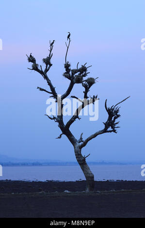 Birds nest on a dead tree near Veer dam, Maharashtra, India Stock Photo