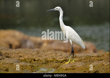 Little Egret near Sangli, Maharashtra, India Stock Photo