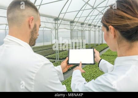 White screen Tablet greenhouse. Agricultural Engineers using tablet greenhouse. Seedlings growing, Stock Photo