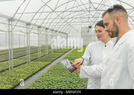 Agricultural Engineers using tablet greenhouse. Seedlings Greenhouse. Stock Photo