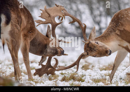 Stags fighting in the snow Stock Photo