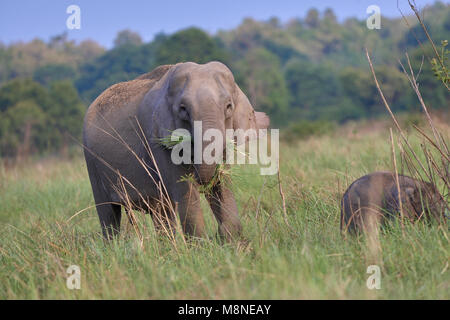 Wild Elephant with young one in Dhikala grassland, Jim Corbett forest, India. (Elephas maximus indicus) Stock Photo