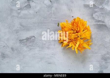 Motley grass on light textured background, close-up, shallow depth of field, selective focus, macro. Alternative medicine. Spa natural concept. Dayspa Stock Photo