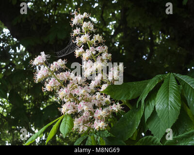 Horse chestnut blossom in early spring Stock Photo