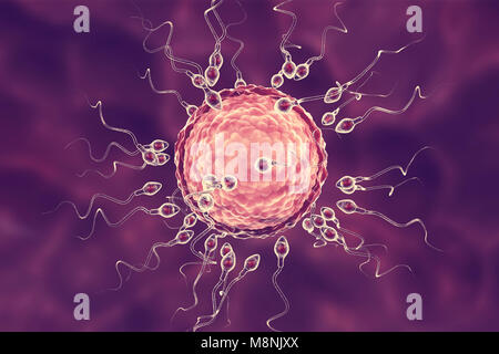 Human ovum, or egg, surrounded by numerous spermatozoa, computer ...