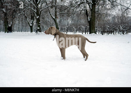 Weimaraner dog standing in the snow Stock Photo