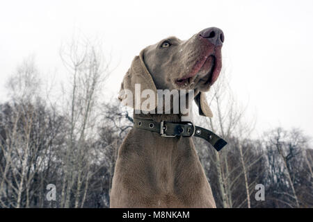 beautiful young sitting weimaraner dog in winter / spring background Stock Photo