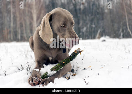 Grey weimaraner dog laying down, facing camera, chewing wooden stick, on winter forest background Stock Photo
