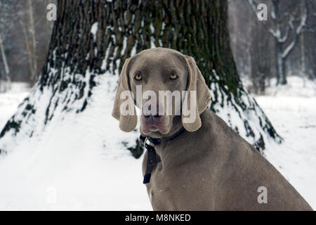 beautiful hunting dog Weimaraner looking at the camera for a walk in the woods portrait Stock Photo